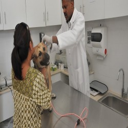 The importance of vaccinating your dog
