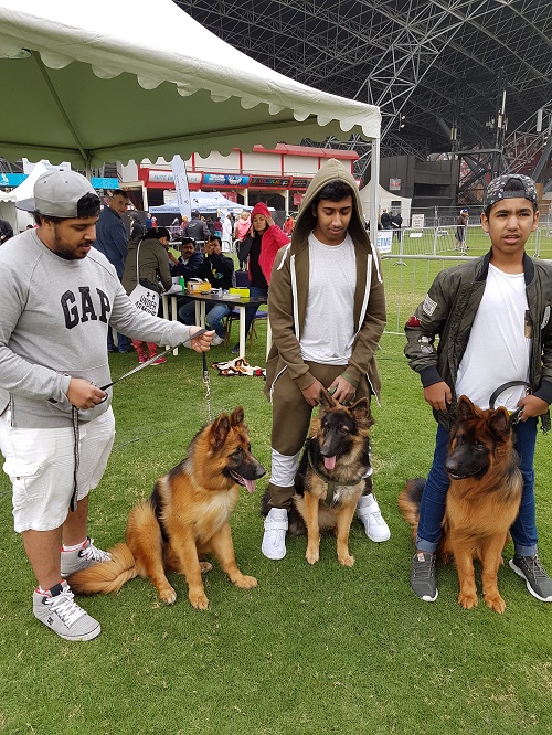 Abu Dhabi Pet Festival 2017 Emirates Dog Owners Society
