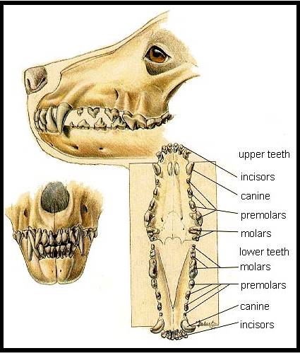 puppy skull teeth