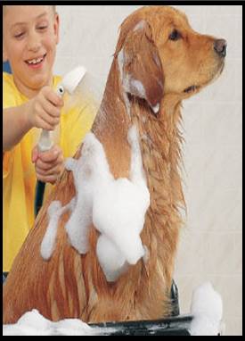 Dog bathing  emirates dog owners society